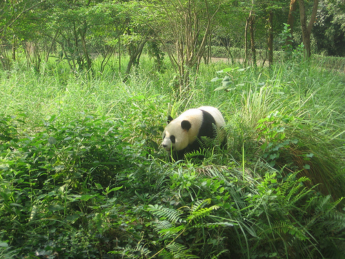 Giant Panda in Bifengxia Valley
