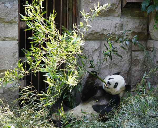 Giant Panda is eating bamboo
