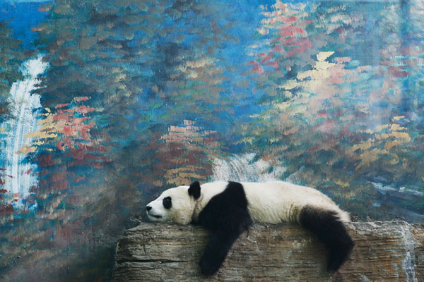 Thinking Panda