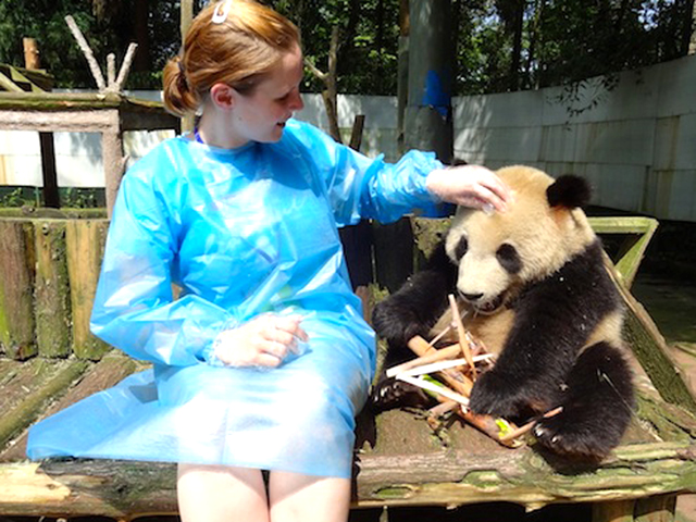 China Panda Volunteer Experience in Bifengxia Panda Base