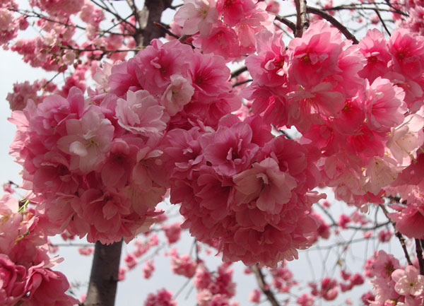 Cherry Flower in Yunnan