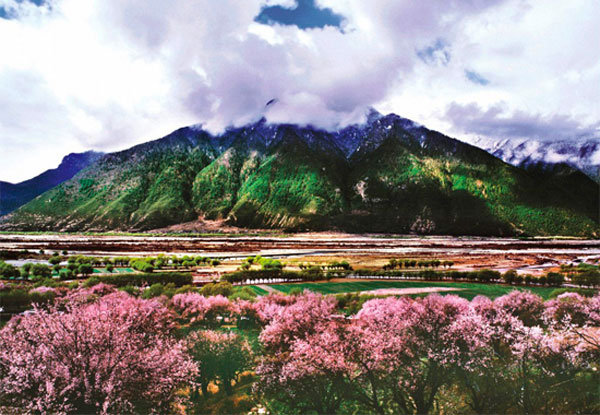 Nyingchi Peach Flower