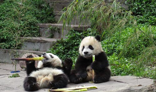 Play with Pandas in Bifengxia Valley this Summer