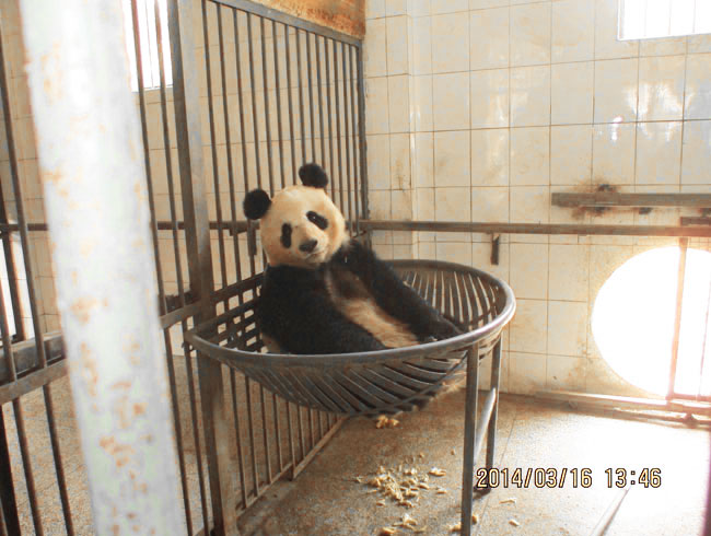 Giant Panda is Resting