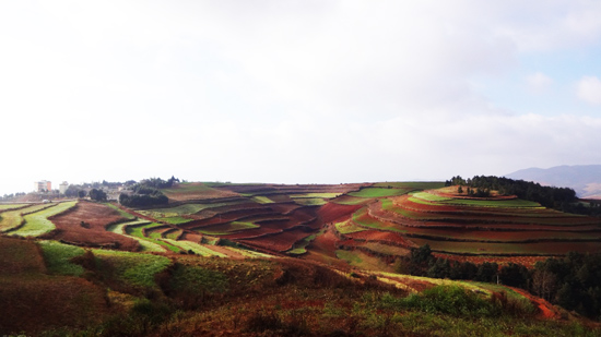 Dongchuan Red Land 