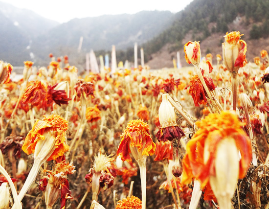 beauty-in-jiuzhaigou