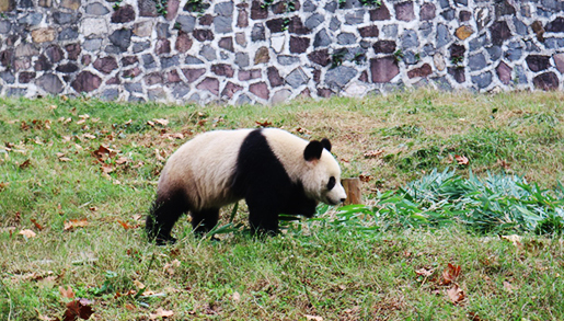 Travel with Wing: 1 Day Panda Volunteer Tour