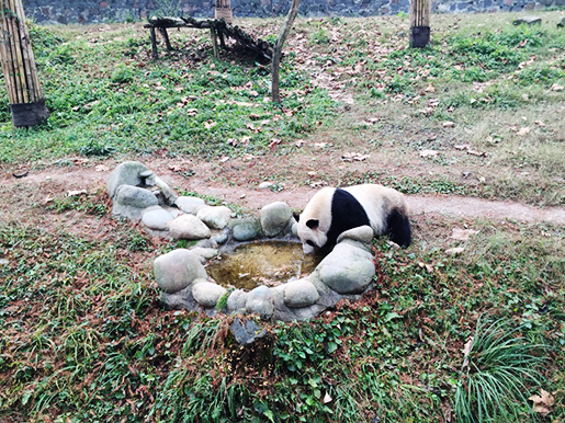 Travel with Vivien: 1 Day Panda Volunteer Tour in Dujiangyan Panda Base