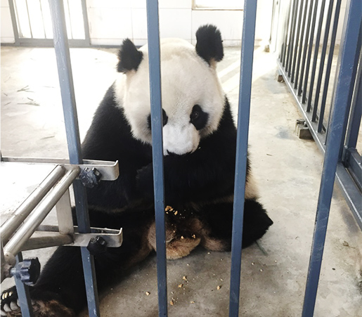 Dujiangyan Panda Volunteer Tour