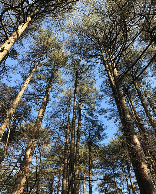 Pines in Mt. Huang