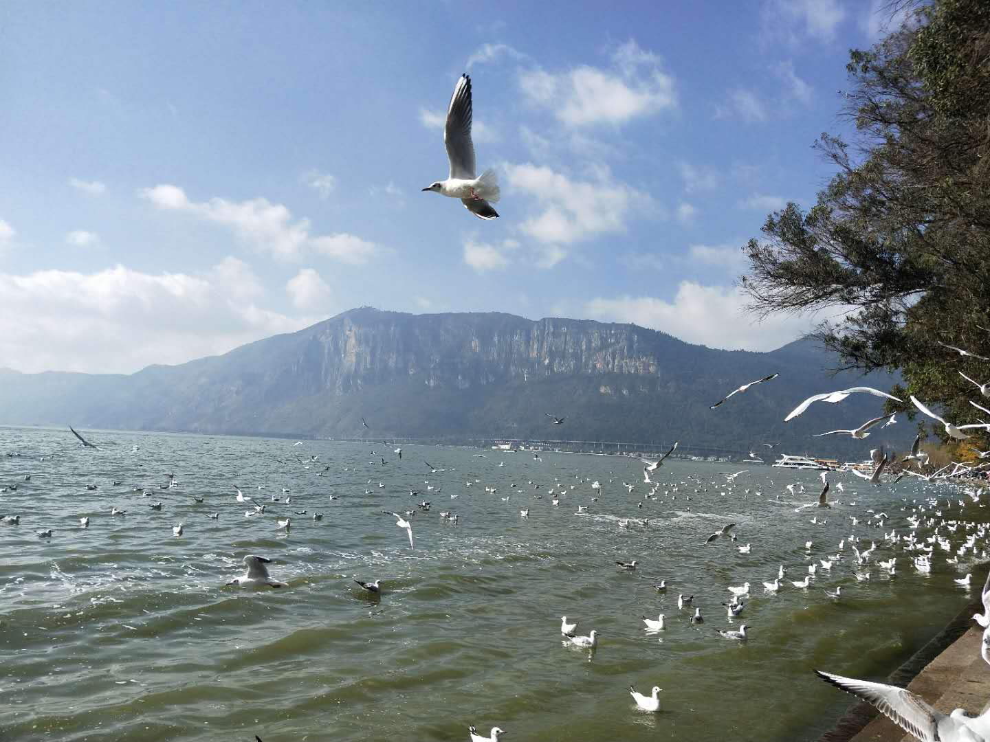 Sea Gulls at Dianchi Lake
