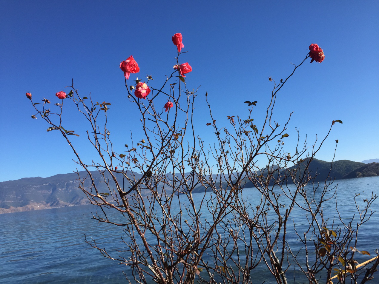 Beautiful Wild Roses by the Lake